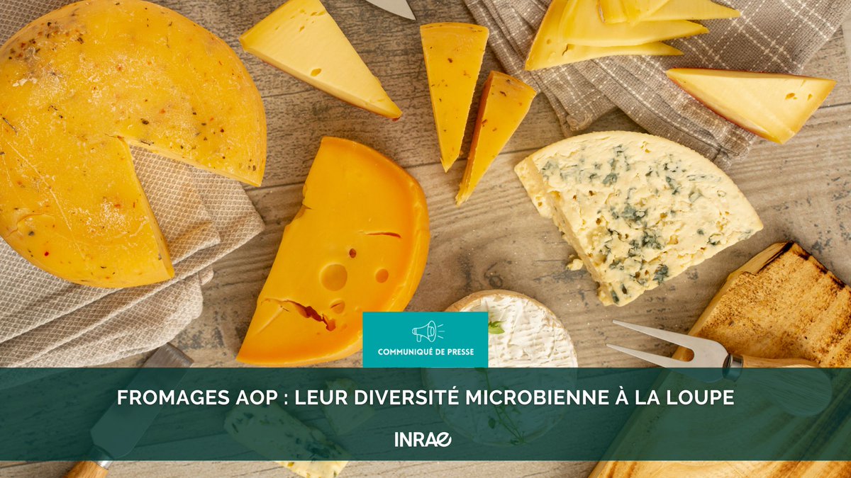 #RP_INRAE Fromages et laits AOP : une analyse de grande ampleur révèle leur diversité microbienne 🧀
La richesse des terroirs français donne un goût unique aux fromages AOP et jouerait un rôle dans leur diversité microbienne. C’est ce qu’a montré une équipe de scientifiques