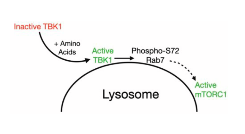 ScienceofPD's tweet photo. New research from @GTalaia @ABentleyDeSousa &amp; @Shawn__Ferguson highlights a role for TANK-binding kinase 1 (TBK1) in lysosome homeostasis (alleviating  Rab7-mediated inhibition of mTORC1 activation); May contribute to the pathogenesis of ALS-FTD
https://t.co/ou0JTJ8hma https://t.co/M2ePFxigCa