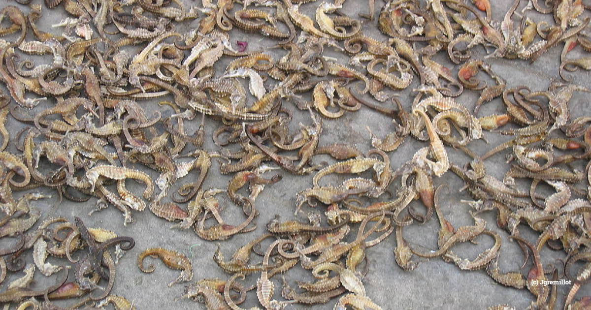 #India: Smuggling racket busted as three people with 6,626 dried #seahorses are arrested at airport

- demand for dried seahorses in South-East Asian markets primarily for use in traditional medicine

loom.ly/Pz5OD9I

#illegalwildlifetrade #Asia