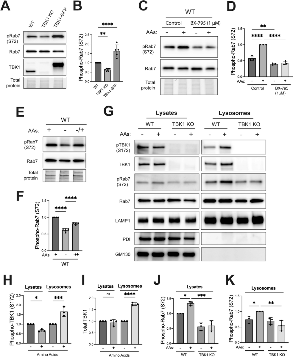 ScienceofPD's tweet photo. New research from @GTalaia @ABentleyDeSousa &amp; @Shawn__Ferguson highlights a role for TANK-binding kinase 1 (TBK1) in lysosome homeostasis (alleviating  Rab7-mediated inhibition of mTORC1 activation); May contribute to the pathogenesis of ALS-FTD
https://t.co/ou0JTJ8hma https://t.co/M2ePFxigCa