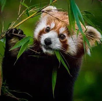 cordolivm's tweet photo. 🎍 ѕєѵʏռ ᴊєσռɢ 🎍
                  snacks, snuggles, pets, friends.    
                         seeking all of the above.                       
                                  inquire below.
                                             💚 https://t.co/dppqpLlZpS