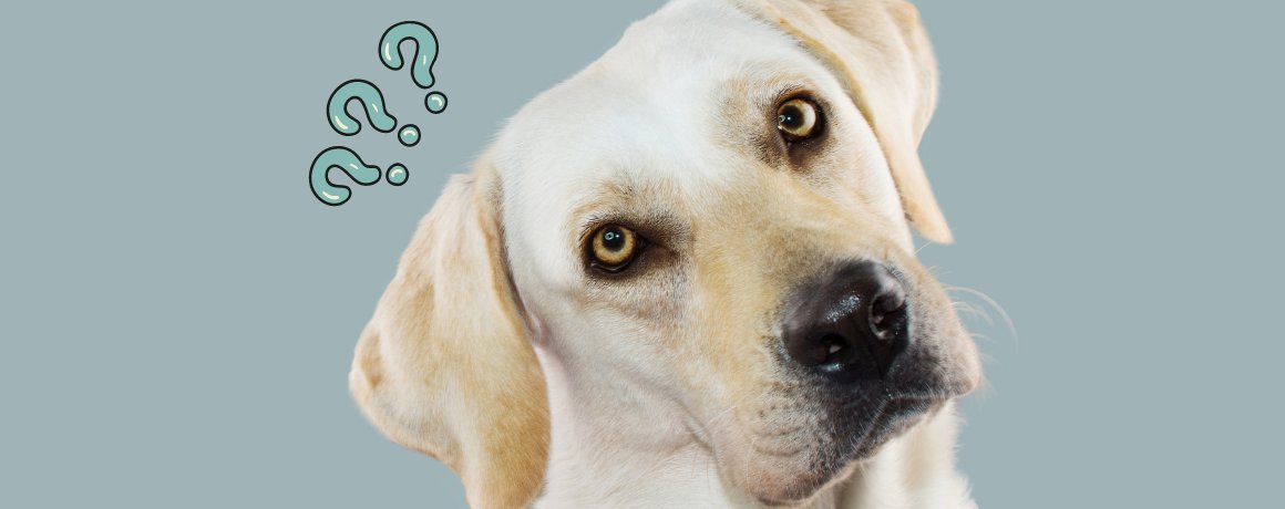 Have you ever wondered how humans look through a dog's eyes? Hope, the Office Dog, shares her take on our endless curiosity and how it drives innovation. 🐶✨ Dive into "The Daily Human Show" and stay curious! gough.co.uk/blogs/unleashi…