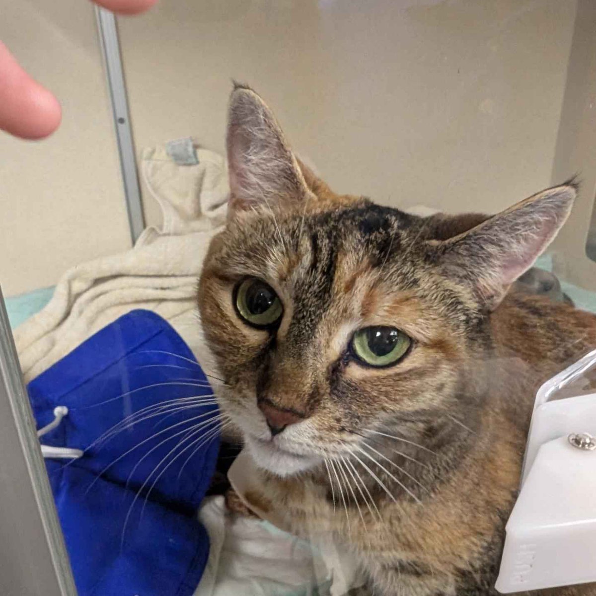 RikoriStorm's tweet image. I had the give the vet $3,000 up front. I will be cutting it close with bills for the next two months at least.  If you where interested In receiving a commission from me, now is the time! 10% discount only applies to the types of work shown below. PLEASE DM me if Interested!