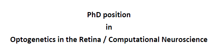 We have a PhD position available; please spread the word and retweet. 
The project will combine retina recordings, computational modeling, and optogenetics to help further develop vision restoration therapy. 
See here for more information: 
retina.uni-goettingen.de/join-the-lab/