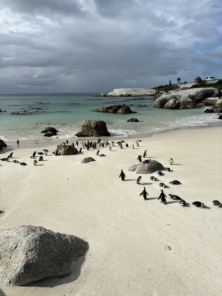 Excited to be <a href="/astronomy2024/">IAU GA 2024 🌍</a> this week in Cape Town (local penguins below)! Catch me tomorrow morning during the 1st plenary session presenting the latest results from <a href="/LIGO/">LIGO</a>-<a href="/ego_virgo/">EGO & the Virgo Collaboration</a>-<a href="/KAGRA_PR/">KAGRA Gravitational Wave Observatory</a>, and check out the corresponding GW230529 paper now in ApJL: iopscience.iop.org/article/10.384…