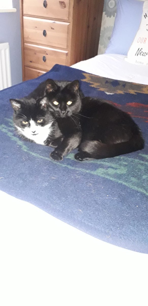 catsinoxford's tweet photo. 9 year old Paintpot (black) and 14 year old Ollie (black and white) are a beautiful pair who need a new, quiet, loving home together as their owner sadly passed away.  They sleep and cuddle together and enjoy lots of fuss and attention.

More and enquire: https://t.co/l3Gf2hbalW https://t.co/W493X0IDIP