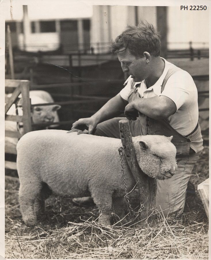 We have a new display up all about showcasing agriculture in West Sussex 👨‍🌾🐑🐖 Check out some of our personal favourites. Also, have you heard about next Tuesday Talk? 'Tales of a Sussex Family Farm' by Angela Lerwill on 24 Sep at 7pm. See details here: buff.ly/4dttkbt