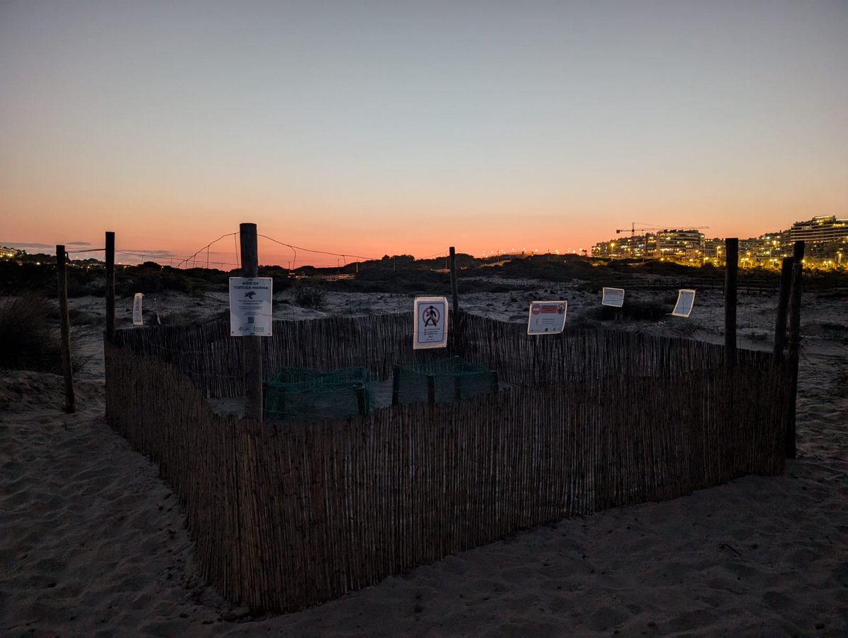 En breu naixeran les tortugues del primer niu. Es calcula que el segon niu puguin fer eclosió del 30 agost al 10 de setembre, per al qual tornarem a organitzar un nou CAMPAMENT TORTUGA 2024. #RASTROSENLAARENA2024