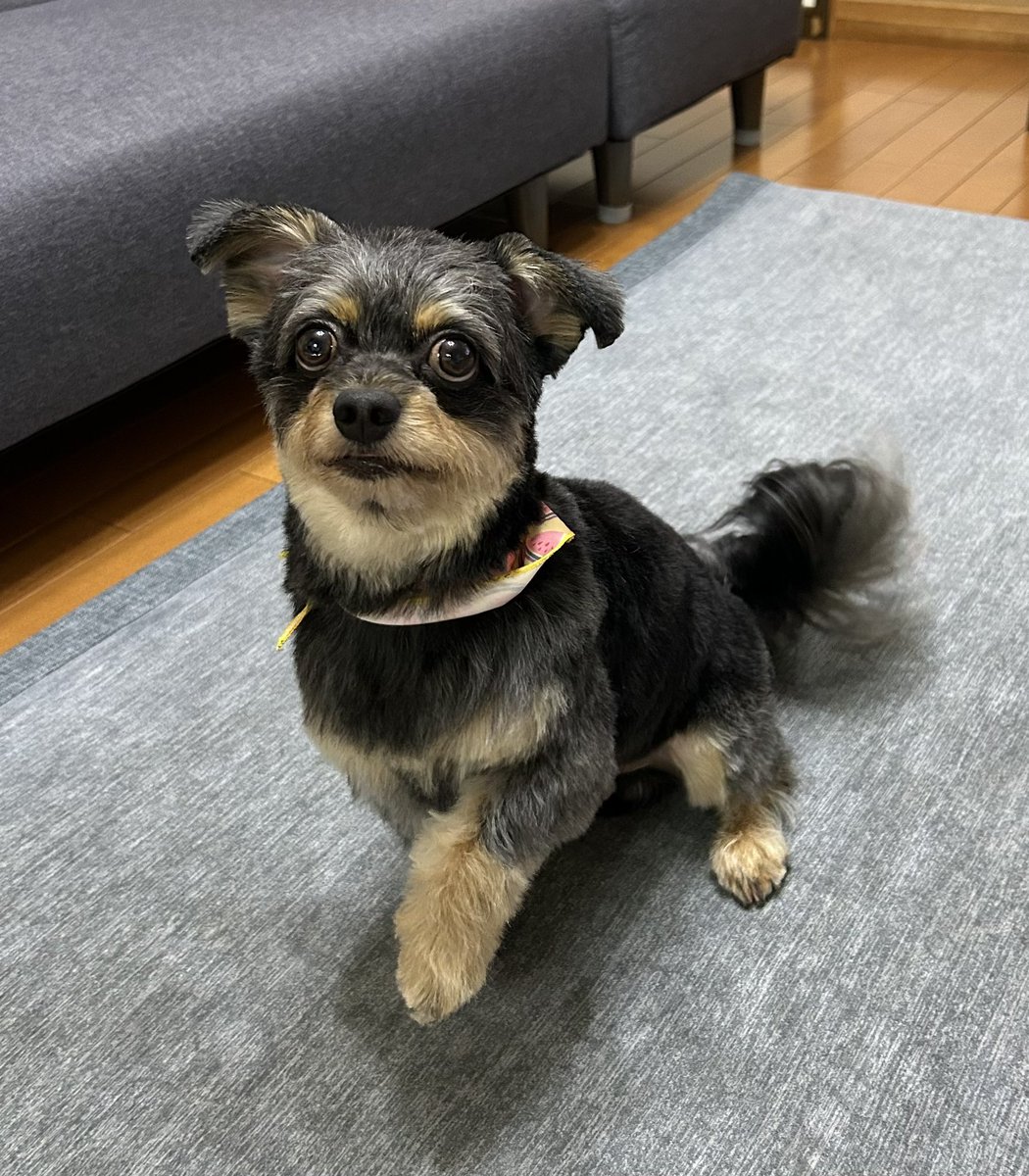 UwxVrw's tweet photo. やっとトリミング行けたε-(´∀｀;)ﾎｯ7月のトリミング予約するの忘れてこんなに伸びちゃった🤦‍♀️暑かったよねゴメンよ🥺
しかし伸びるの早ない？🙄 

 #チワプー #3歳9ヶ月 #トリミング https://t.co/kcMy80CbXU