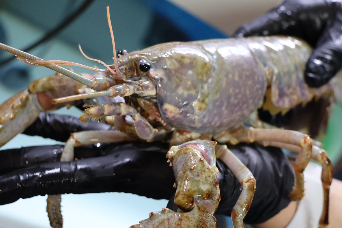 Nous avons récemment recueilli une espèce rare : un #homard européen albinos ! 🤩🦞 Actuellement en quarantaine, il rejoindra bientôt notre #aquarium...

Découvrez l'histoire de ce sauvetage et tout ce que l'on sait sur le homard albinos sur <a href="/franceinfo/">franceinfo</a> : francetvinfo.fr/animaux/du-jam…