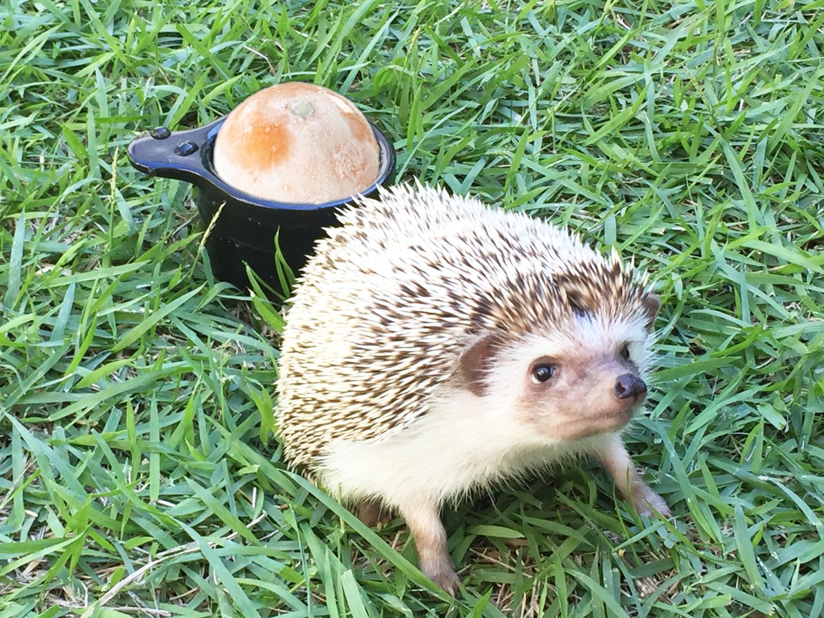 急いで！ハリネズミが守ってくれてるうちに！8/8のお昼12時までにこの投稿をフォロー＆リポストで冷凍みかん2kgを2名様にあげます！締切後すぐ当選DMするので、お盆休みに欲しければ急いでお届け、お盆明け希望ならそれでもOK！