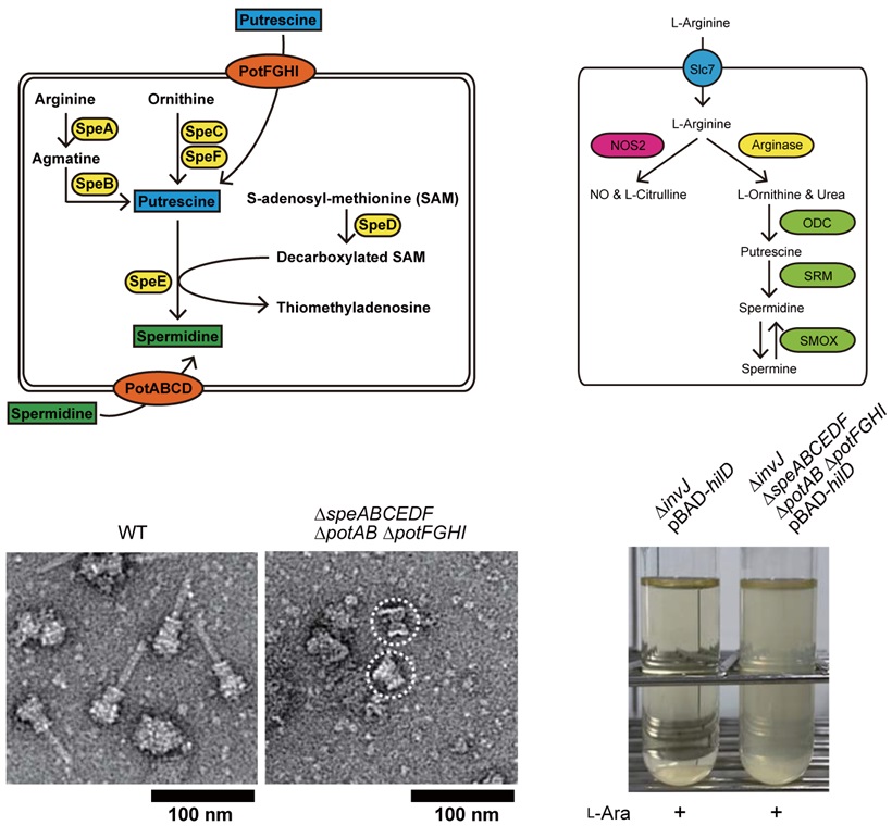 PLOSBiology's tweet photo. Bacterial #pathogens often exploit host factors to enhance their infectivity. This study shows that #Salmonella Typhimurium boosts host #polyamine production, which is crucial for expression & needle assembly of its type 3 secretion system #PLOSBiology https://t.co/VP2nM6nn5o https://t.co/y2Ld0CV02z