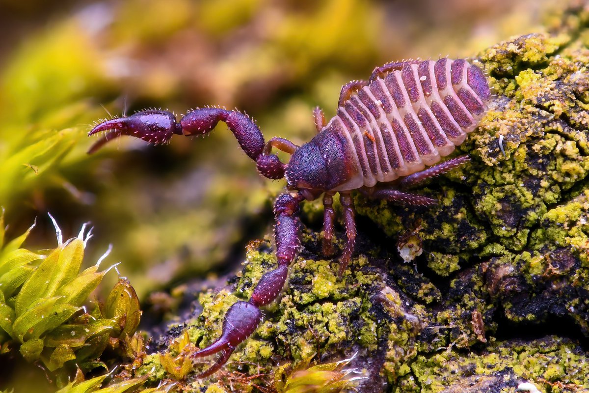 LOEWE Centre Translational Biodiversity Genomics (@loewe_tbg) on Twitter photo Great discovery🧬👍: The venom of the book scorpion (Chelifer cancroides) shows promising effects against the dangerous hospital germ #MRSA. New study in <a href="/iScience_CP/">iScience journal</a> by 👩🔬👨🔬<a href="/LOEWE_TBG/">LOEWE Centre Translational Biodiversity Genomics</a>, <a href="/Fraunhofer_IME/">Fraunhofer IME</a>, <a href="/FraunhoferITMP/">Fraunhofer ITMP</a>, <a href="/goetheuni/">Goethe-Universität</a>, <a href="/jlugiessen/">Universität Gießen</a>
ℹ️ sgn.one/jr3
<a href="/ProLOEWE/">ProLOEWE</a> Great discovery🧬👍: The venom of the book scorpion (Chelifer cancroides) shows promising effects against the dangerous hospital germ #MRSA. New study in <a href="/iScience_CP/">iScience journal</a> by 👩🔬👨🔬<a href="/LOEWE_TBG/">LOEWE Centre Translational Biodiversity Genomics</a>, <a href="/Fraunhofer_IME/">Fraunhofer IME</a>, <a href="/FraunhoferITMP/">Fraunhofer ITMP</a>, <a href="/goetheuni/">Goethe-Universität</a>, <a href="/jlugiessen/">Universität Gießen</a>
ℹ️ sgn.one/jr3
<a href="/ProLOEWE/">ProLOEWE</a>