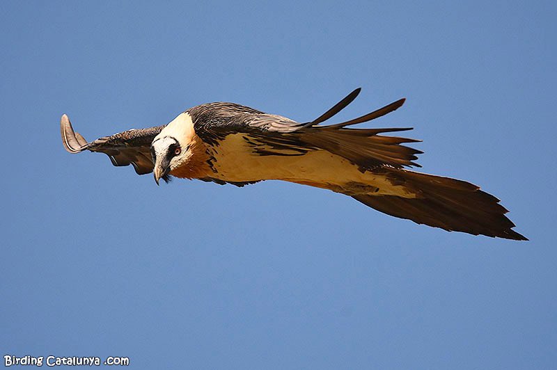 birdcatalunya's tweet photo. Trencalòs (Gypaetus barbatus) en vol. Un animal amb una envergadura impressionant 😍 https://t.co/WwYhNl5a5C