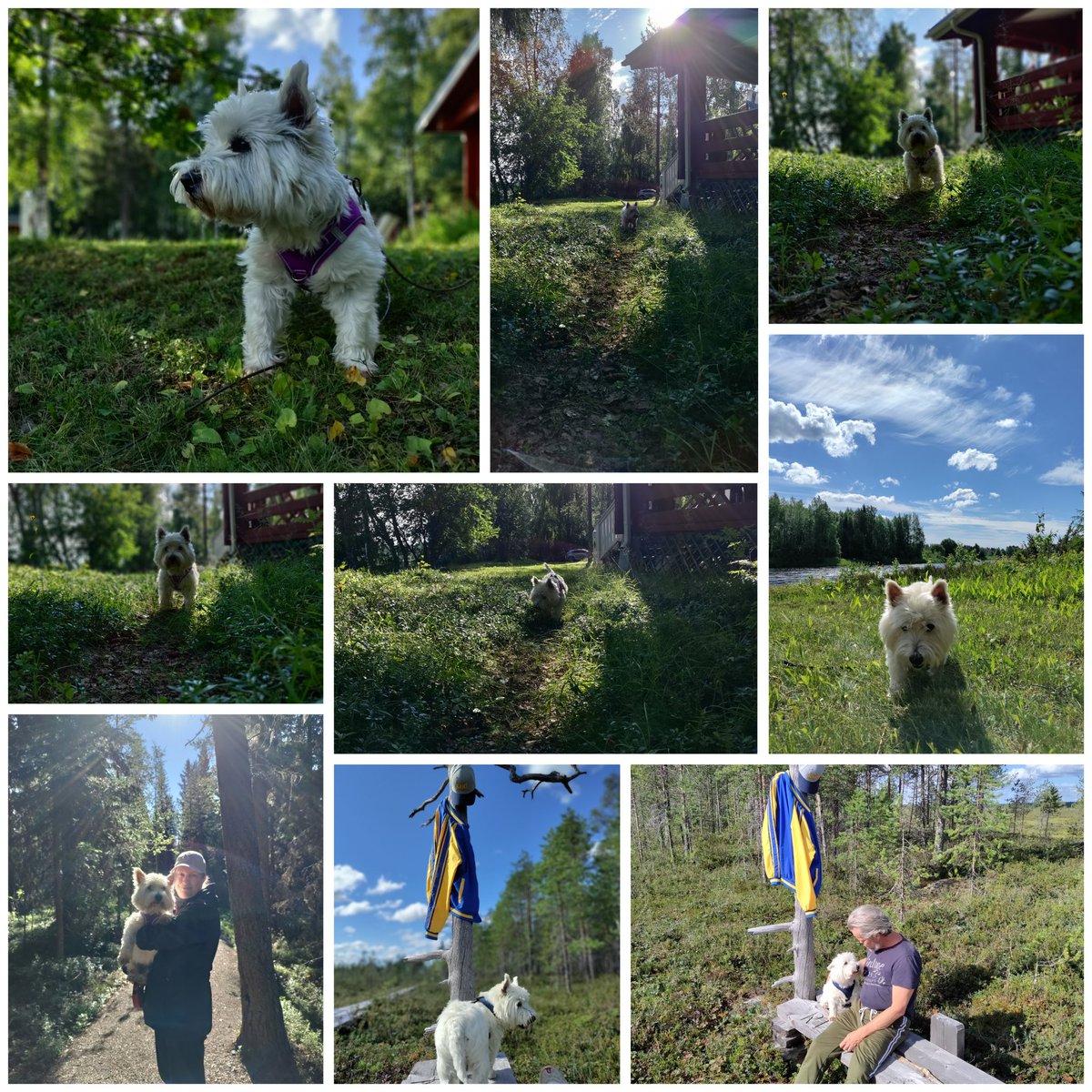 SimoWestie's tweet photo. #summervacation 2024 #simojoki #westies https://t.co/R5zxysaEB1