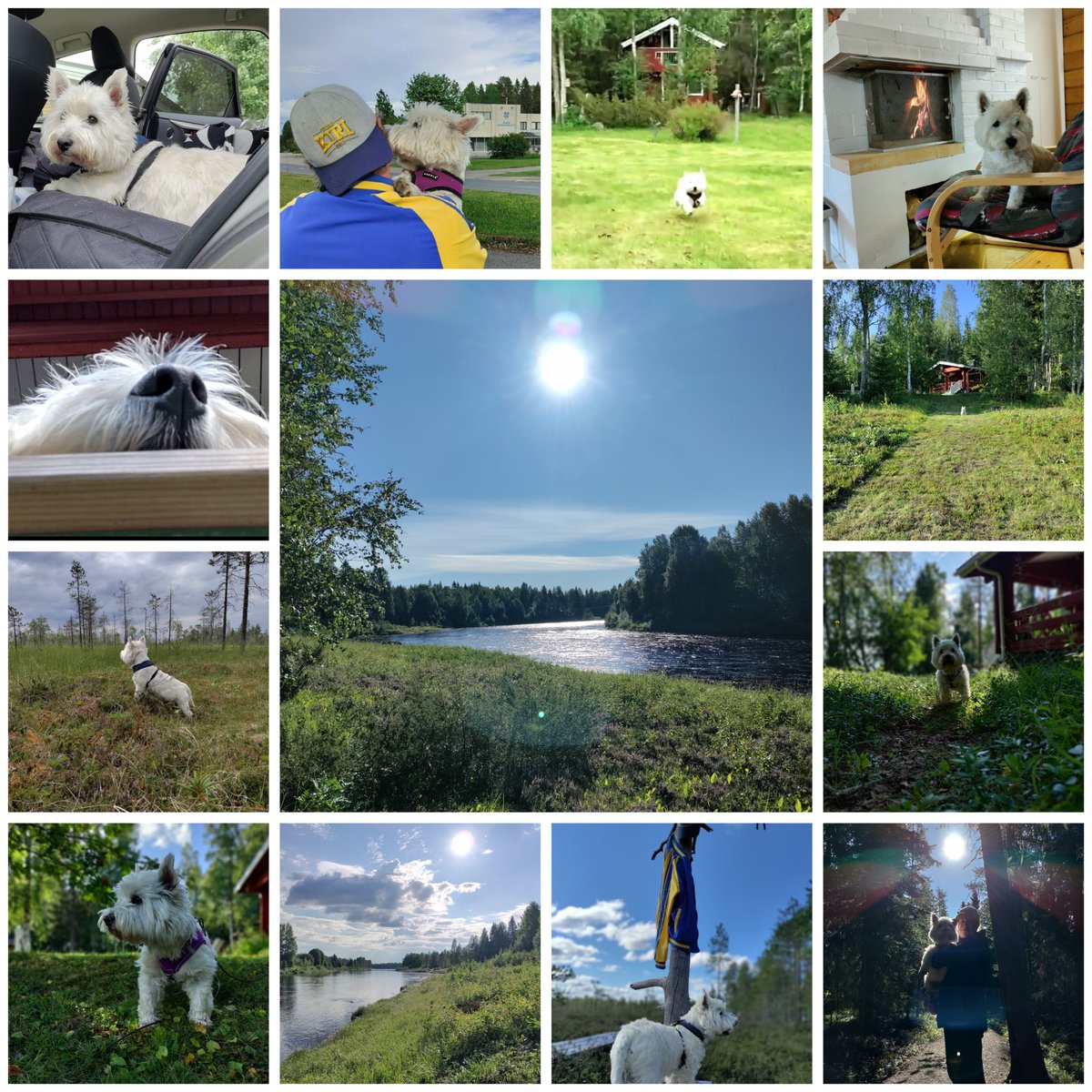 SimoWestie's tweet photo. #summervacation 2024 #simojoki #westies https://t.co/R5zxysaEB1