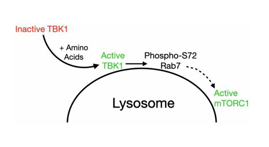 embojournal's tweet photo. Lysosomal TBK1 responds to amino acid availability at the lysosome surface, to promote mTORC1 activation by relieving Rab7-dependent inhibition
Gabriel Talaia @GTalaia, Amanda Bentley-DeSousa @ABentleyDeSousa, Shawn Ferguson @Shawn__Ferguson @YaleCellBio
https://t.co/KBt9rPukd5 https://t.co/AIXsEtpA1K