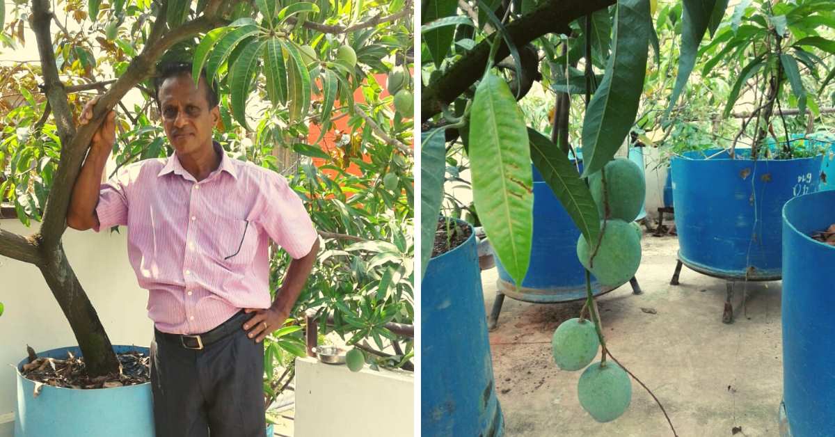 Indio cultiva más de 50 variedades de mango en su terraza.

ecoinventos.com/indio-cultiva-…