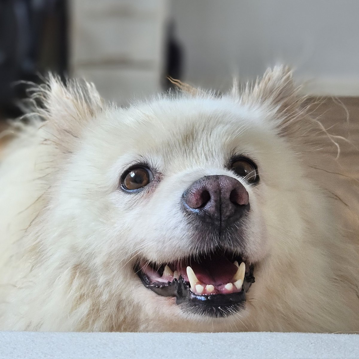 ❤️천사견 치치의 입양처를 찾습니다❤️
1년간 광주동물보호소에 있다가 지난 주에 임보언니네로 왔어요
입양홍보 중이니 관심 많이 가져주세요!

이름 : 치치
나이 : 6세 추정
체중 : 8.2kg
성별 : 중성화 완료된 여아
성격 : 아주 순하고 누구에게나 애교 많음
(타래 이어서 적을게요!)