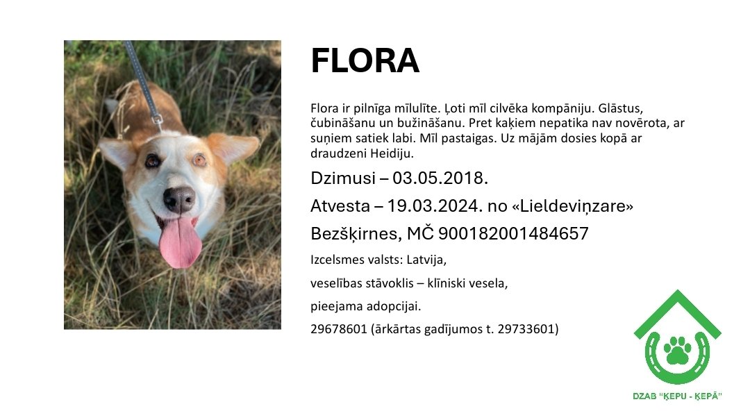 DzabKepa's tweet photo. FLORA meklē mājas 🐶💜
📞 29678601 🐶🏡💜
#FLORAunHEIDIJA #Flora #dog #nepērcadoptē #rescue #suns #meklēmājas #corgi #corgies #korgijtipa #ķepuķepā #Ķepas #Kepa #animalshelter https://t.co/jnaUSqFw3J