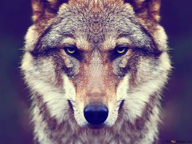 Fark göremiyorum. Kaptan Eda! 🐺♥️