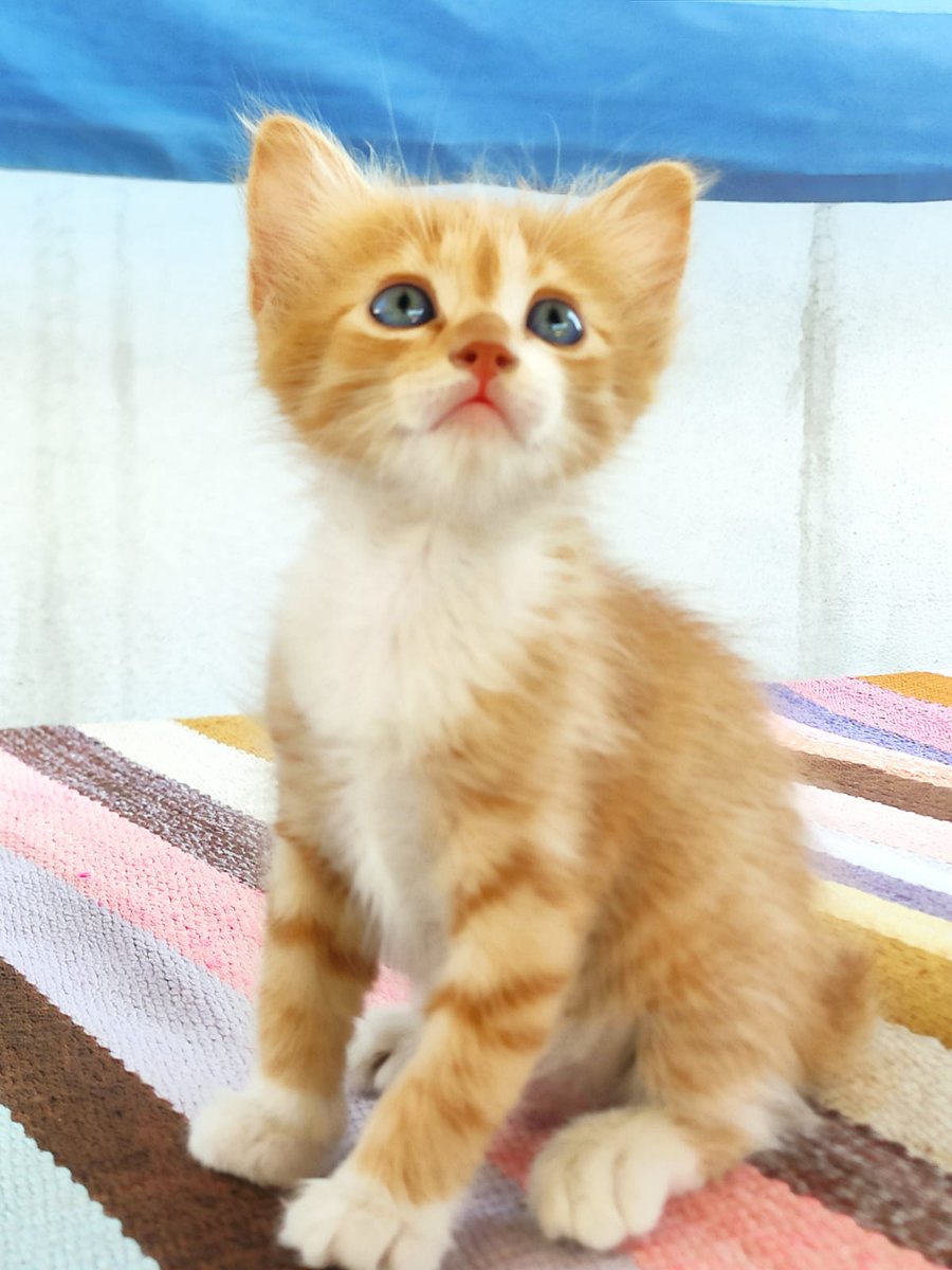 Merhaba arkadaşlar bu akıllı bıdıklar üç kardeş ve neredeyse bir buçuk aylıklar anneleri yok ve bir süredir bizimleler ama halihazırda bir kedimiz var ve anlaşamıyorlar bu arkadaşları Gaziantep içi sahiplendirmek istiyoruz.  Rt'lerseniz seviniriz 💖