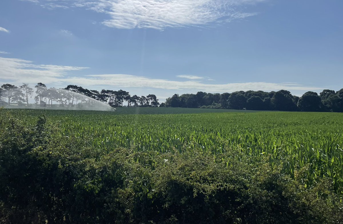 Amazing to see just what a difference water makes to maize during this hot weather #water #farming