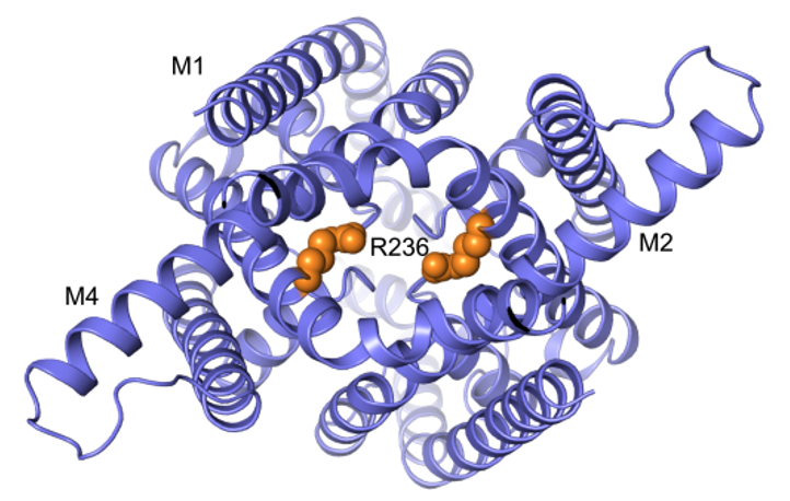 Stephen J. Tucker (@profkalium) on Twitter photo Our latest Preprint: More new CryoEM structures of TASK1 and TASK3 <a href="/K2pChannels/">K2P channels</a> including the G239R disease-causing mutant structure of TASK3 (KCNK9 Imprinting Syndrome/Birk Barel Syndrome)
biorxiv.org/content/10.110… Our latest Preprint: More new CryoEM structures of TASK1 and TASK3 <a href="/K2pChannels/">K2P channels</a> including the G239R disease-causing mutant structure of TASK3 (KCNK9 Imprinting Syndrome/Birk Barel Syndrome)
biorxiv.org/content/10.110…