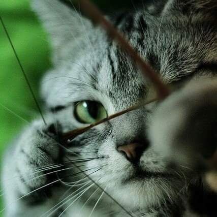 taesan as cats 🐈‍⬛ (@taesancats) on Twitter photo 