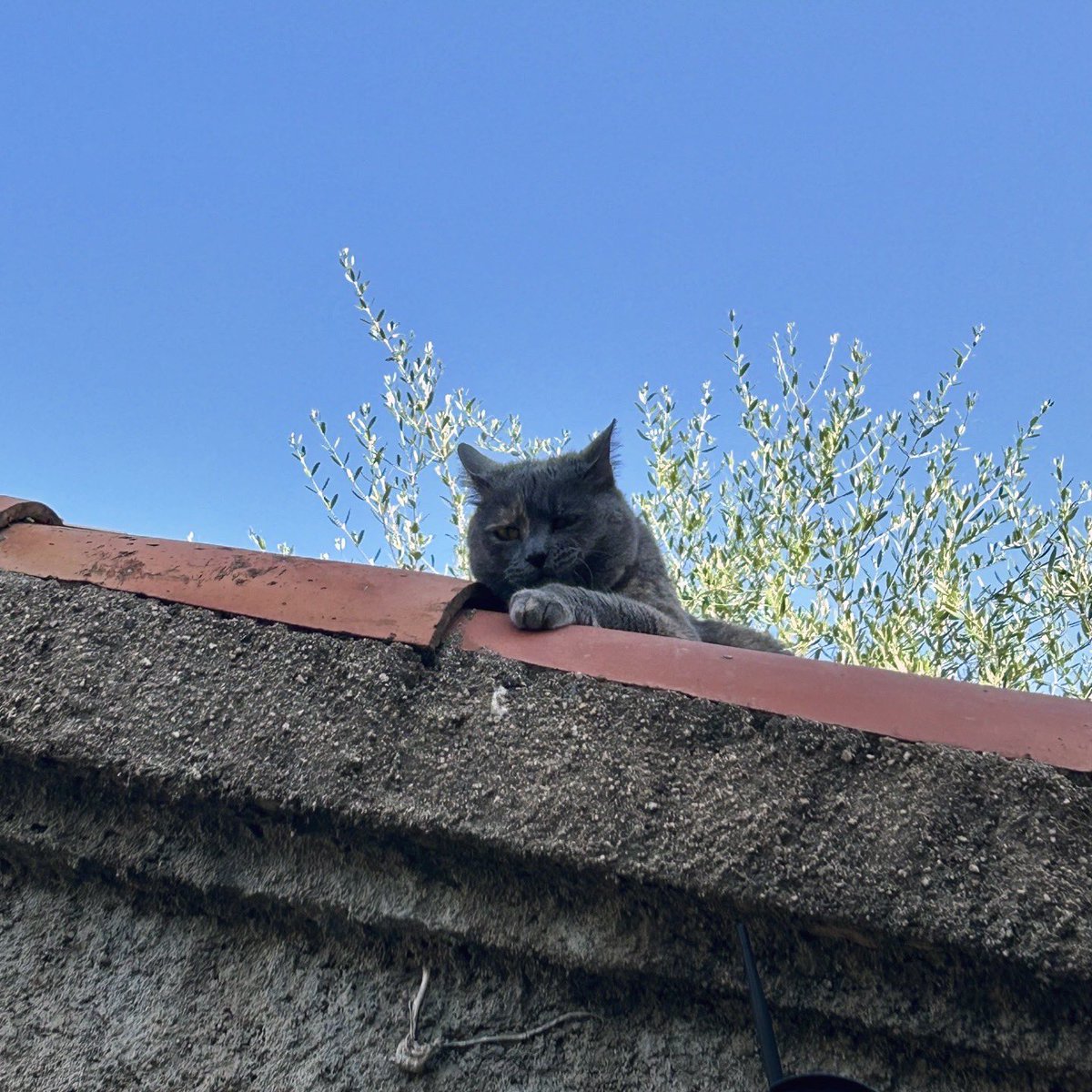 RealLifeCats1's tweet photo. Actitud gatuna😜Catitude
.
.
.
📸-Baguira😻
#gatitos #gatos #cats #catsofinstagram #cat #catstagram #gato #gatosdeinstagram #kitten #santcugat #kittens #gatacarey #instacats #instacat #catlover #gatitosbebes #love #catoftheday #animals #pets #cats_of_world #reallifecats #cute https://t.co/PvZVqHpGju