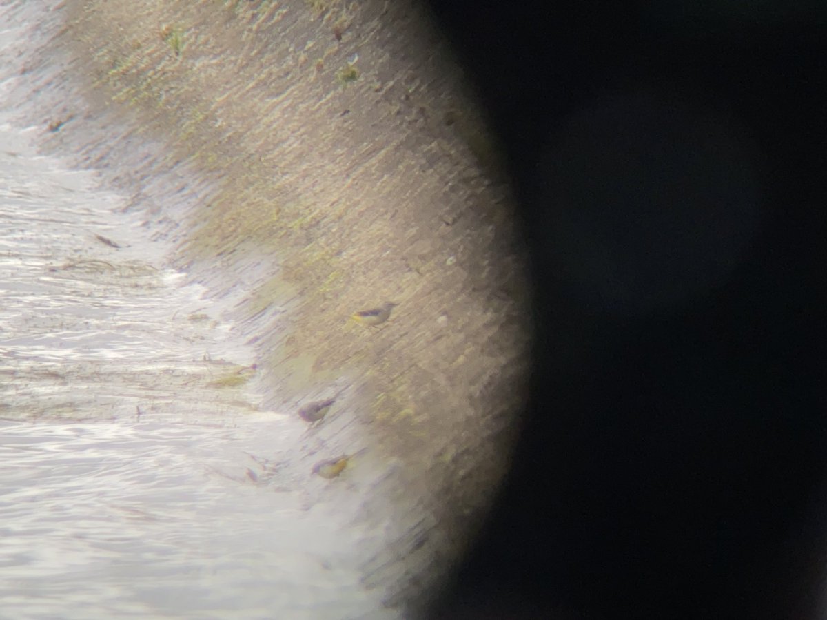 MikeGower6's tweet photo. Apologies for the poor quality of these digiscoped images from the dam @BelvideBirding yesterday. I had these down as Grey Wagtails but another birder advised they were Yellow. Thoughts please? https://t.co/wqRF6uEIUT