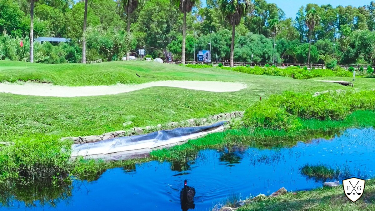 EsteponaGolf's tweet photo. Good Monday, everyone! 🦢
Guess what? One of our swans wants to greet you and wish you a great day!
We really hope you will come and enjoy our wonderful views on our golf course as soon as you can!

#golfer #golfcourse #lake #swans #cisne #esteponagolf #golf #summer #spain https://t.co/vWqgUHXHMY