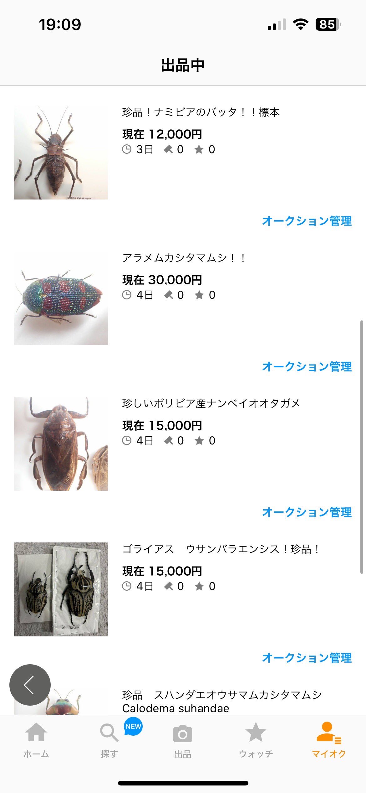 に*ー様 希少 A1 ムカシタマムシ Calodema suhandae 標本 に*ー様 希少 A1 ムカシタマムシ Calodema suhandae 標本