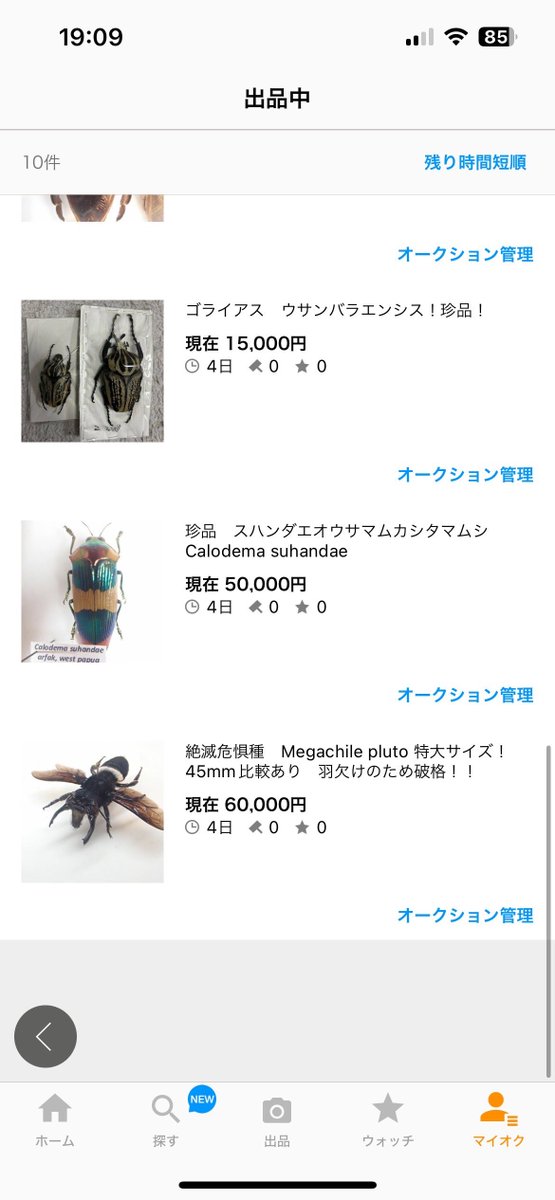 に*ー様 希少 A1 ムカシタマムシ Calodema suhandae 標本 に*ー様 希少 A1 ムカシタマムシ Calodema suhandae 標本 - メルカリ