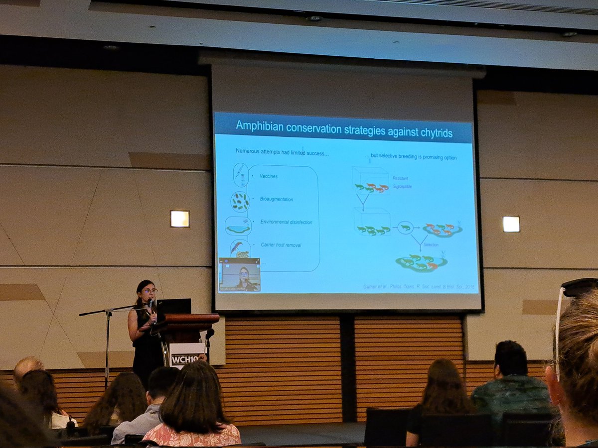 Selective breeding against bsal? Interesting talk in the GARD24 session at #WCH10