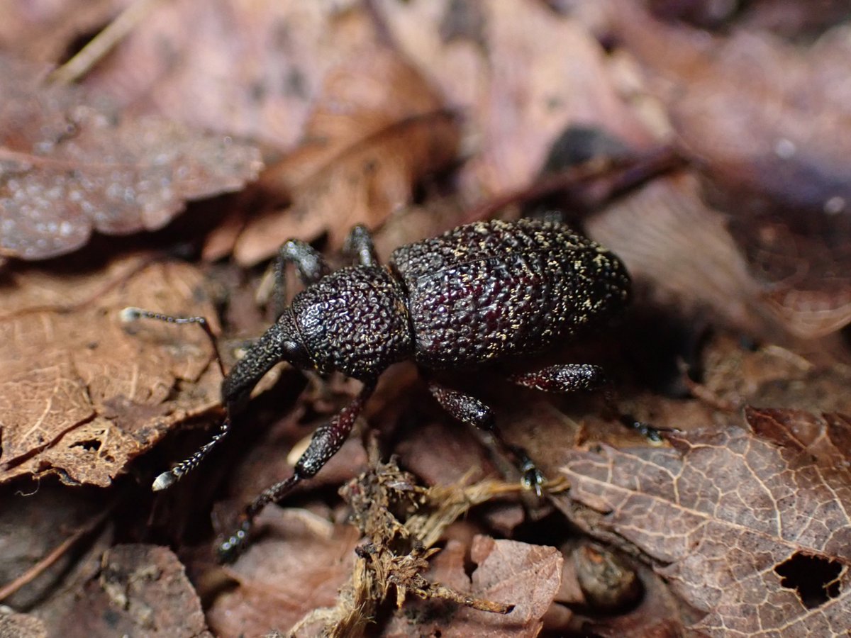 武揚の使徒 (@___weevil) / Posts / X