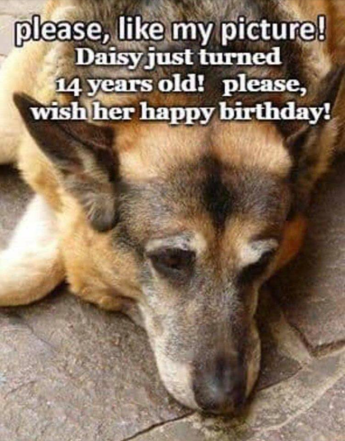 Best in Dogs tweet media