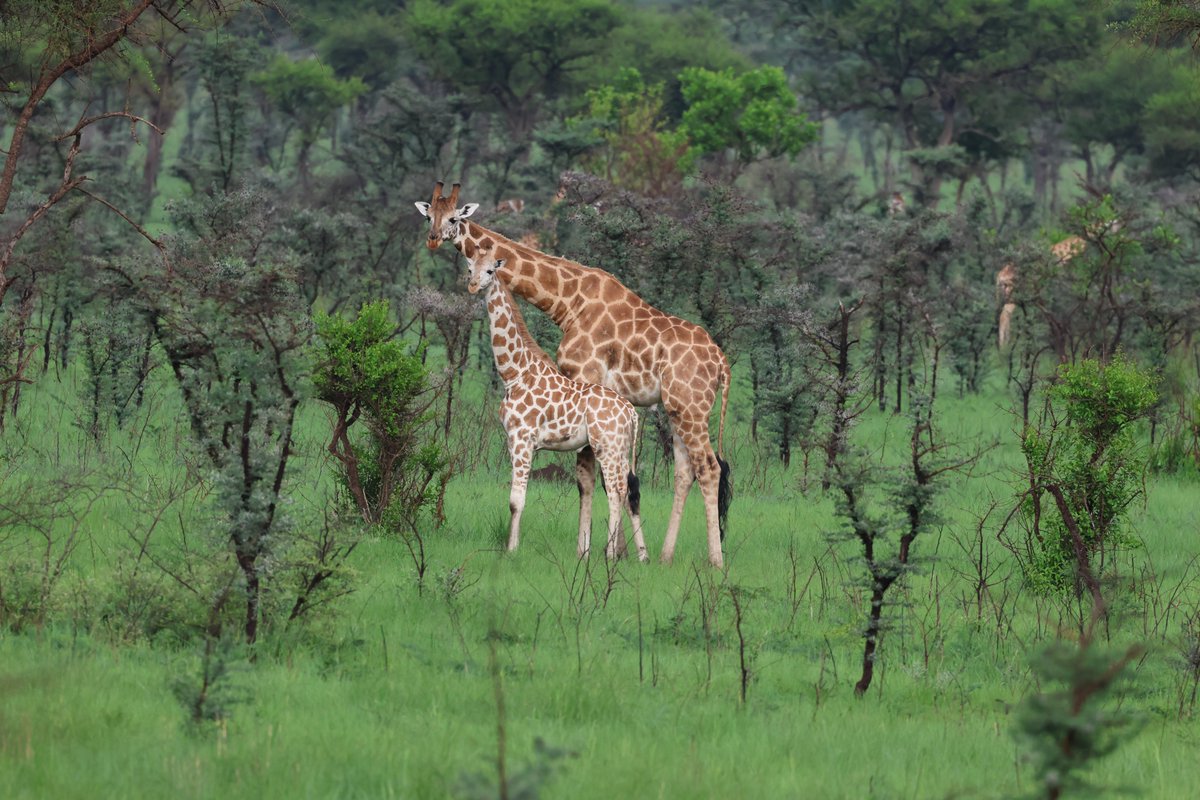 OJerrad's tweet photo. My amateur no-edit photos taken from Pian Upe Game Reserve!

#Birding #VisitUganda #Photography  #Karamoja 

📸_ Me 😉 https://t.co/4eeajIEMuW