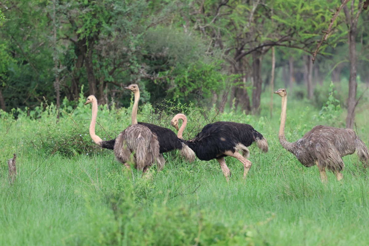 OJerrad's tweet photo. My amateur no-edit photos taken from Pian Upe Game Reserve!

#Birding #VisitUganda #Photography  #Karamoja 

📸_ Me 😉 https://t.co/4eeajIEMuW