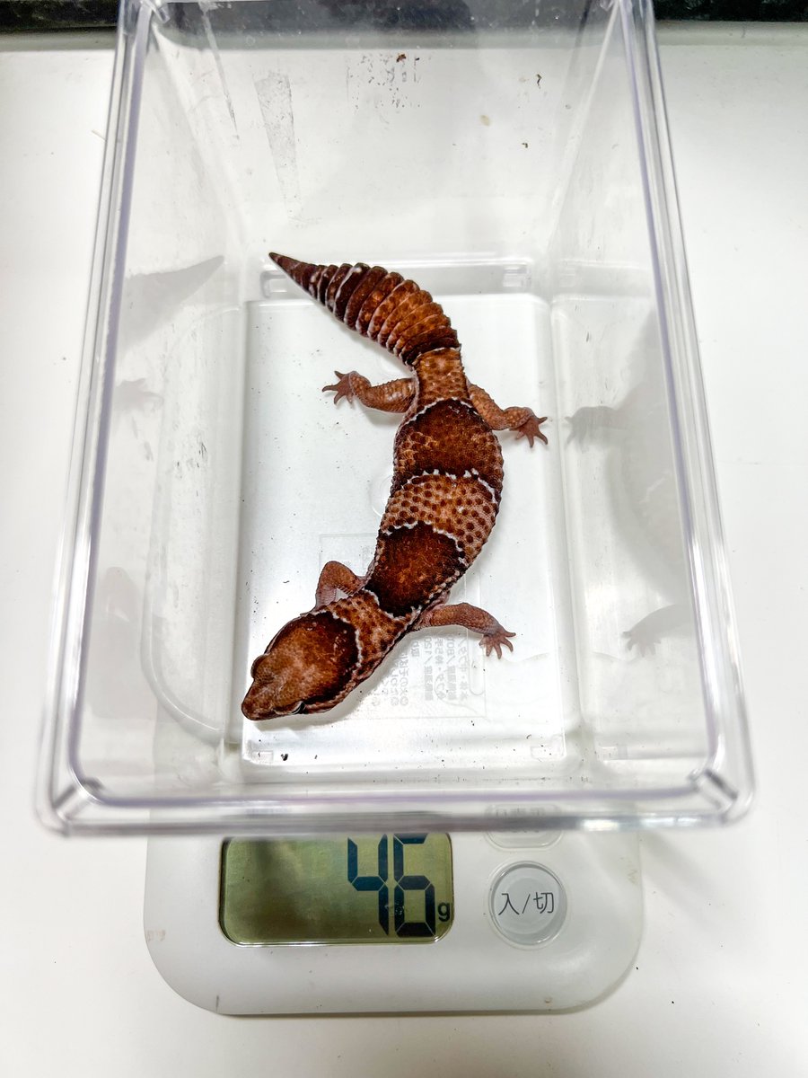 REP_SPERARE's tweet photo. 【新入荷生体】
ニシアフリカトカゲモドキ　ノーマル♀
税込¥15000
コメントやDMからお問い合わせ下さい。

#ニシアフリカトカゲモドキ
#ニシアフ https://t.co/l7fS9QpUOh