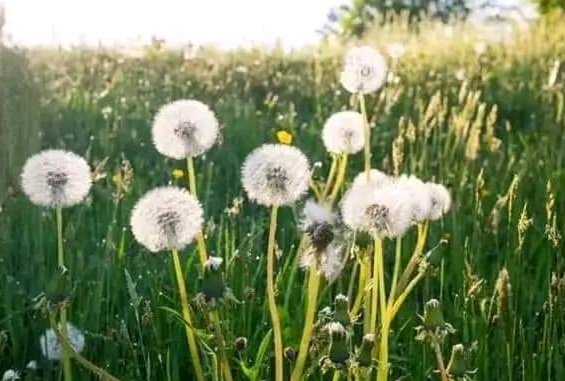 Dandelions 
- symbolizes a good fate.