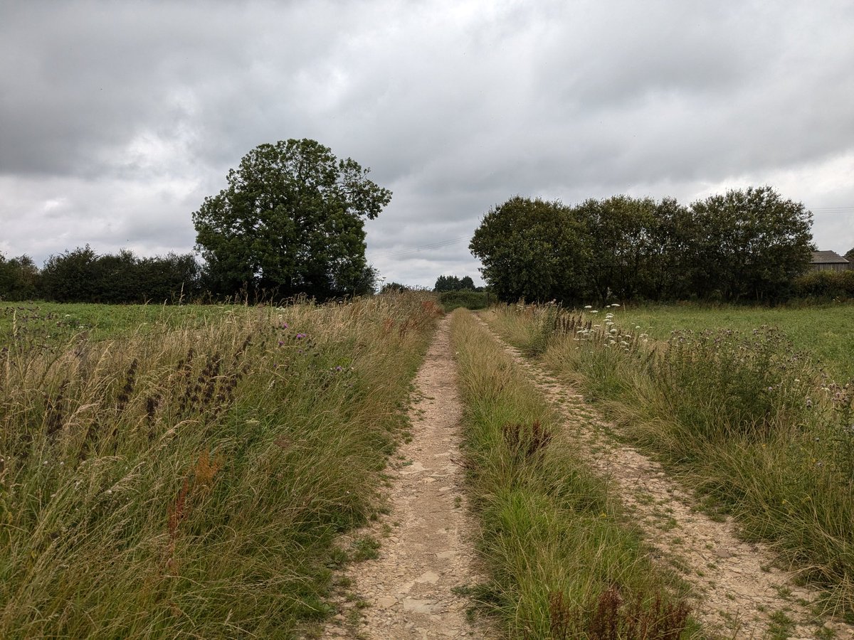 I always feel sad when it's time to mow the wildflower strips for hay and the wholecrop barley and vetch mix for silage. But we leave it as long as possible for pollinators to feed and everything to set seed and the flowers have self-seeded all along the headland so plenty left.