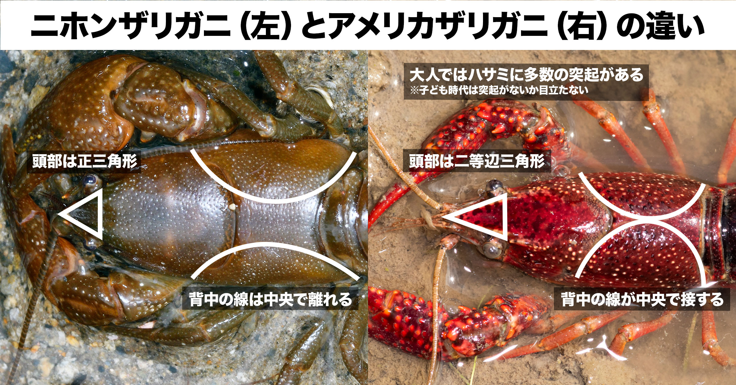 ゲンゴロウ飼育ブログ🗯 on X: 