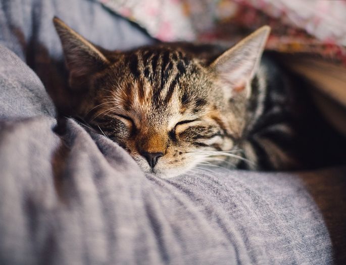 Czy w Polsce da się robić naukę 🧑‍🔬, która zmienia świat na lepsze? 
uj.edu.pl/wiadomosci/-/j…

Nasz Acatavir, spin-out Uniwersytetu Jagiellońskiego, ogłosił strategiczne partnerstwo z firmą Vet Planet, w celu walki z kocim 🐈‍⬛ katarem, groźną chorobą górnych dróg oddechowych u kotów