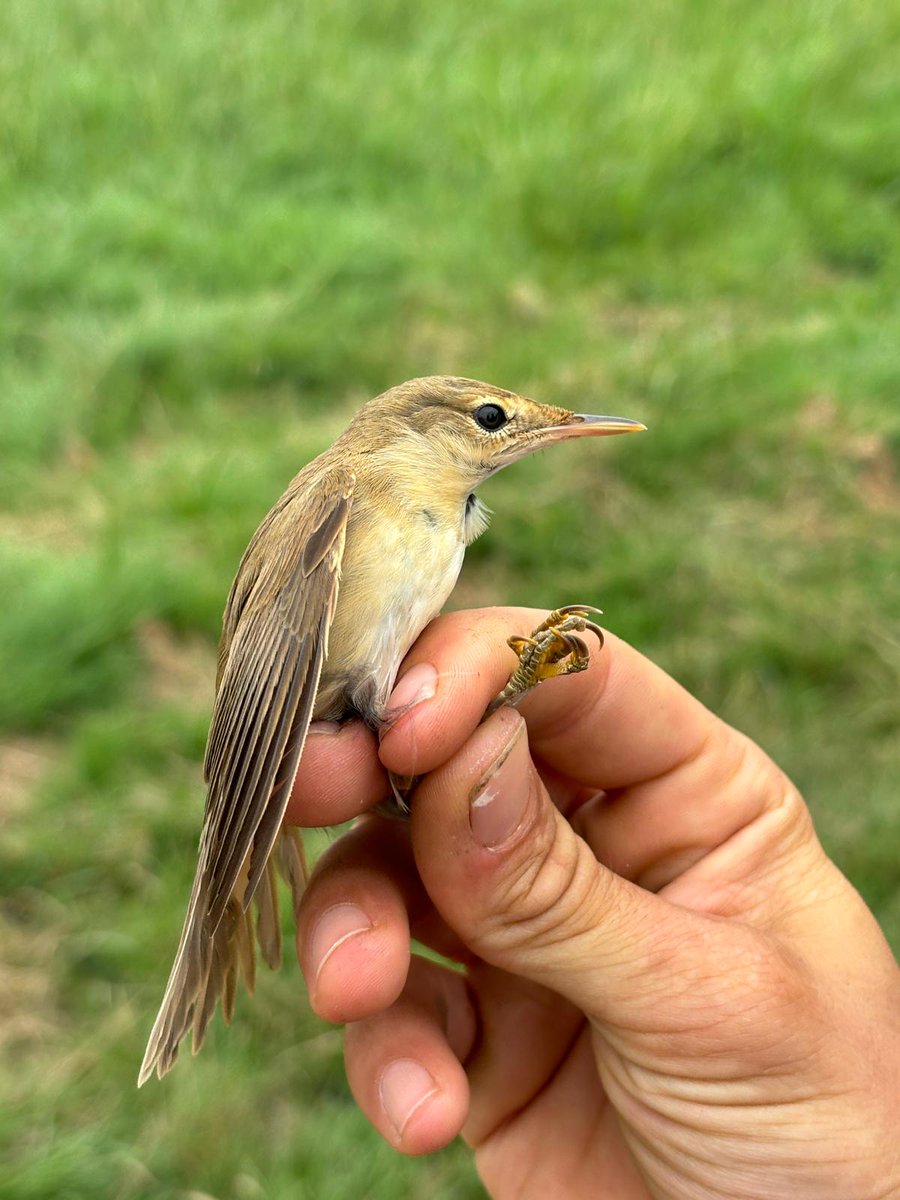 EugeneBirds's tweet photo. Today's highlight though was this Czech-ringed Reed Warbler #acrola https://t.co/nFQ3orFZpu