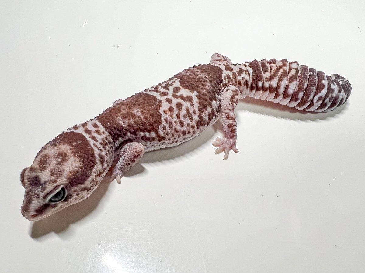 REP_SPERARE's tweet photo. 【新入荷生体】
ニシアフリカトカゲモドキ　オレオ♀
税込¥33000
コメントやDMからお問い合わせ下さい。

#ニシアフリカトカゲモドキ
#ニシアフ https://t.co/vaK7aCiSzr