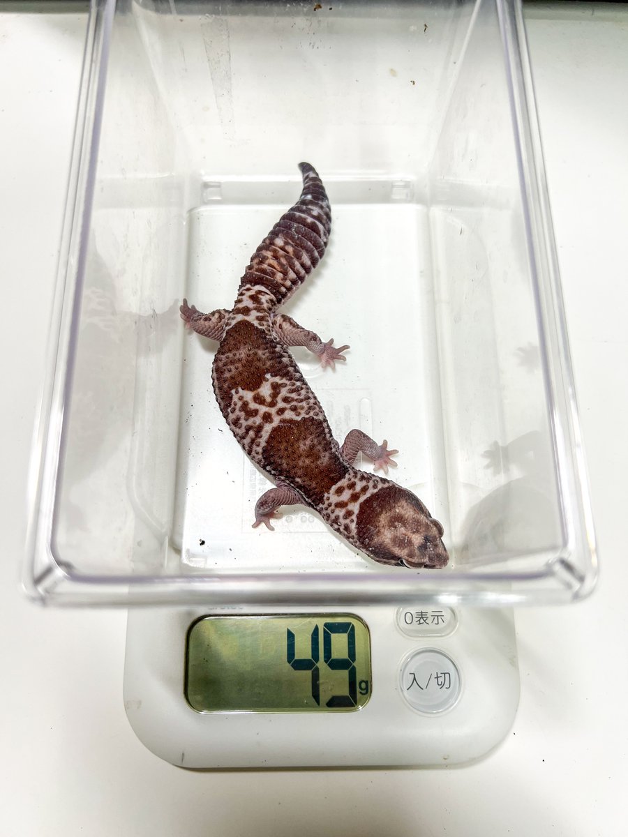 REP_SPERARE's tweet photo. 【新入荷生体】
ニシアフリカトカゲモドキ　オレオ♀
税込¥33000
コメントやDMからお問い合わせ下さい。

#ニシアフリカトカゲモドキ
#ニシアフ https://t.co/vaK7aCiSzr