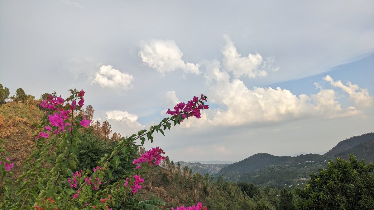 Peace 🕊️