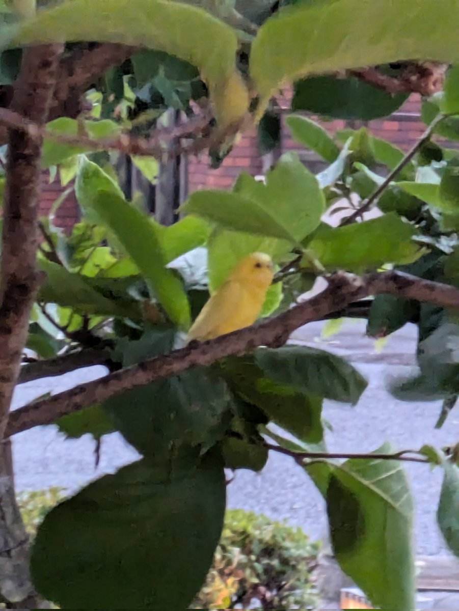 kinotofu's tweet photo. 迷子のインコちゃんを見つけたんだけど、保護する前に飛ばれてしまった。植木の枝にいると思うんだけどこの視力では見つけられない。
大雨だし、雷すごいし、どう見ても人慣れしていたので後悔しかない。鳥さんの扱いはわからんけども、保護できればよかった。
雨弱まったらもう１回探す。 https://t.co/bOJToy9QqT