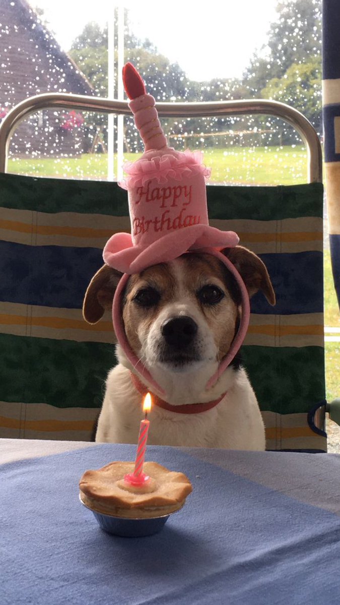 my dog hasn’t known peace in 13 years